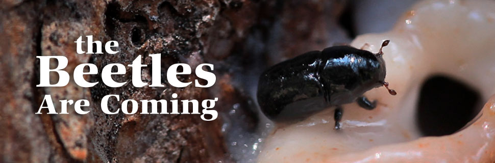 The Beetles Are Coming, 52 Media